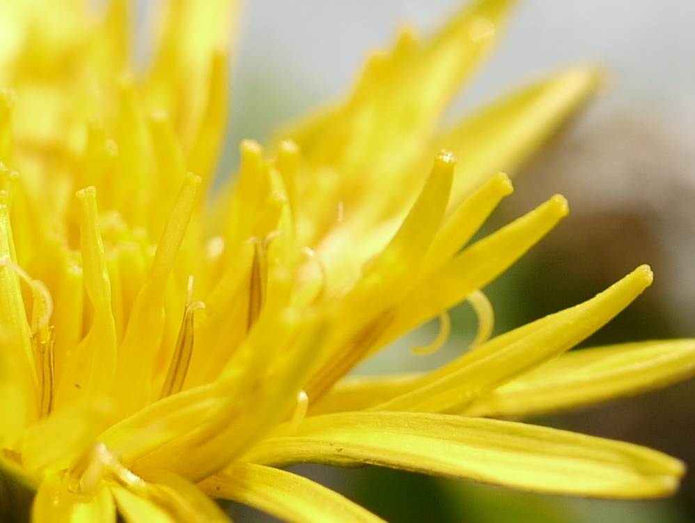 Dandelion