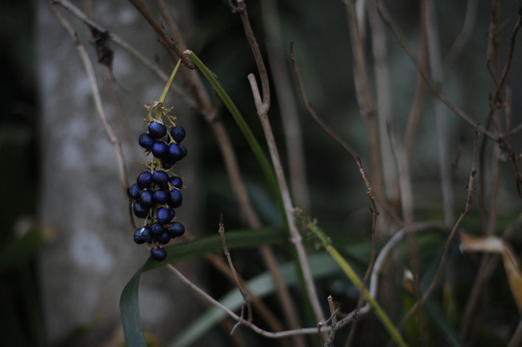 藍の実