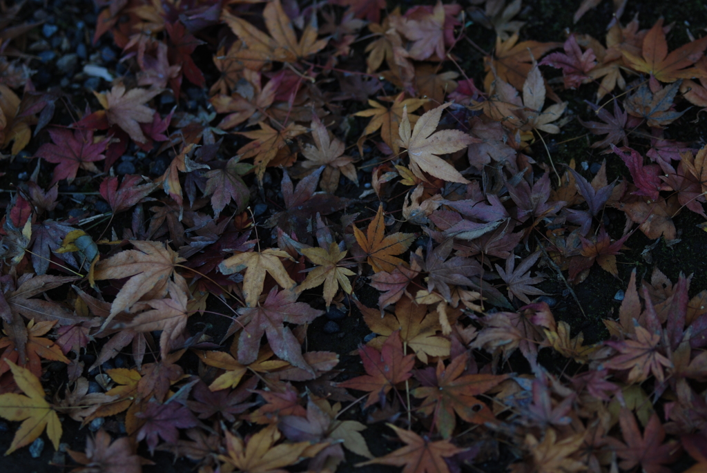 落ち紅葉