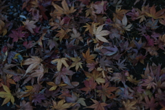 落ち紅葉