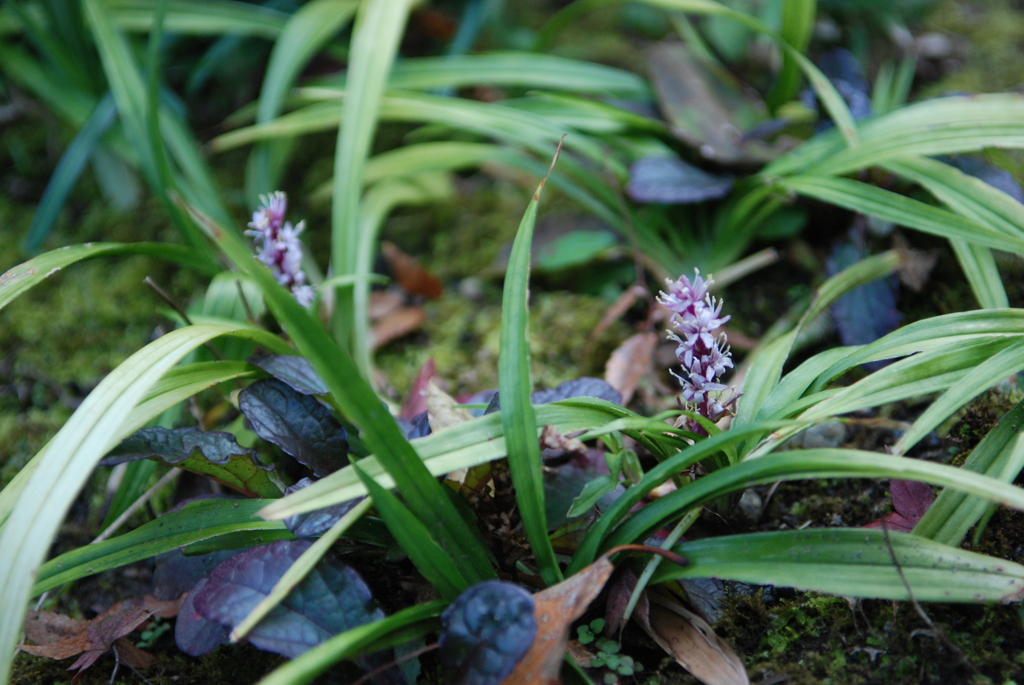 じゅうにひとえ