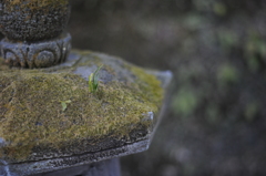 石の上にも･･･