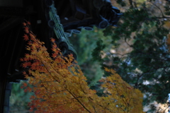 瓦屋根と紅葉･･･縦