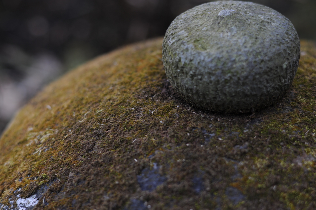 苔の屋根