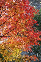 グラデーション