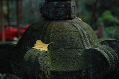 落ち葉の一休み