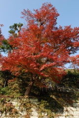 紅葉の樹
