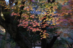 グラデーション