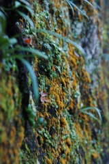 苔の色付き