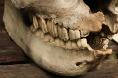 サイの歯in天王寺動物園