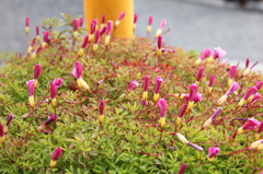 閉じていても可憐。