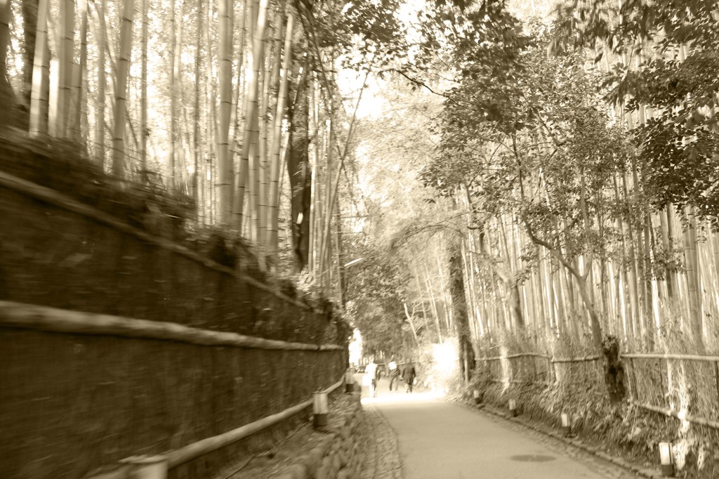 人力車からの景色。