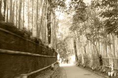 人力車からの景色。