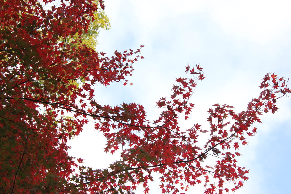 空ともみじ