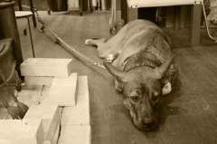 暖炉の前は僕の場所。