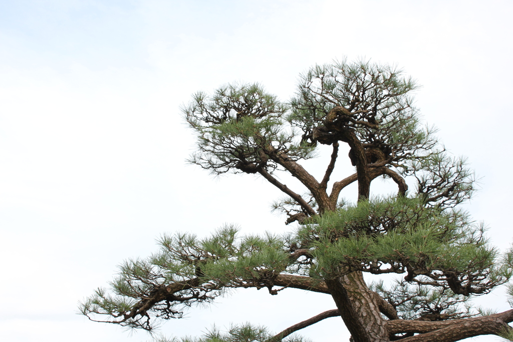 松in天王寺公園