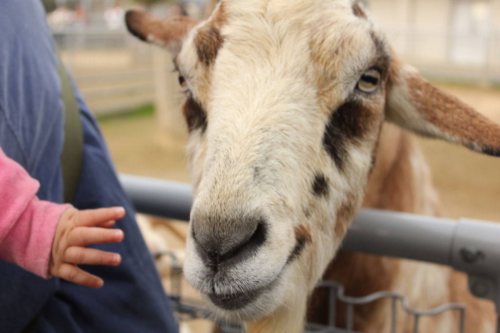 にっ！in天王寺動物園