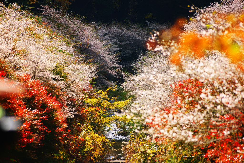 四季桜