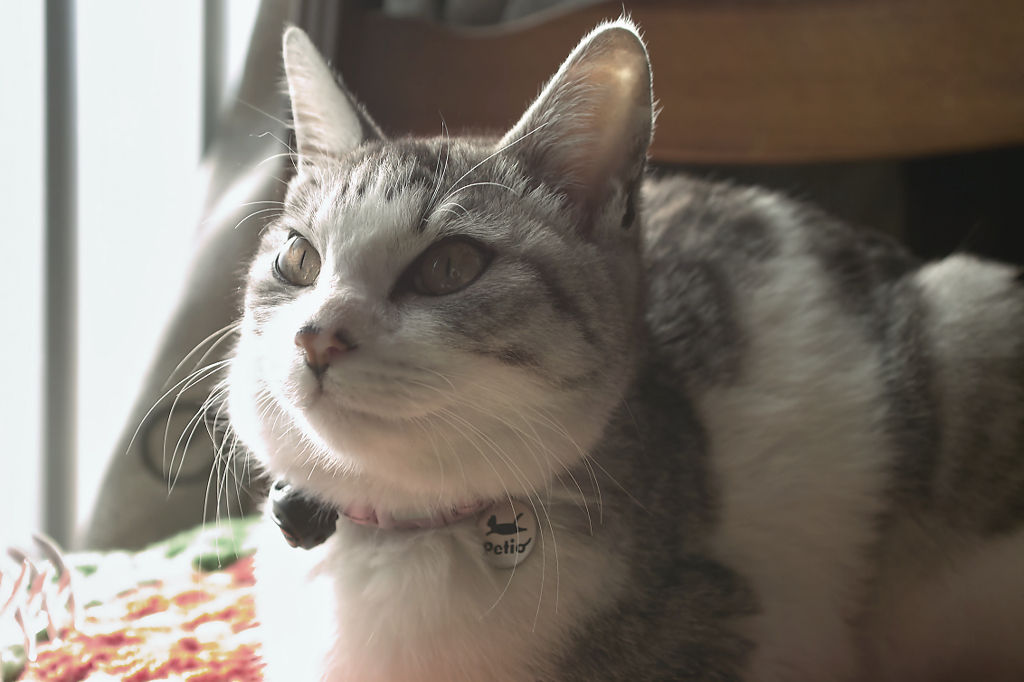 ねこ