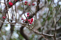 開花待ち