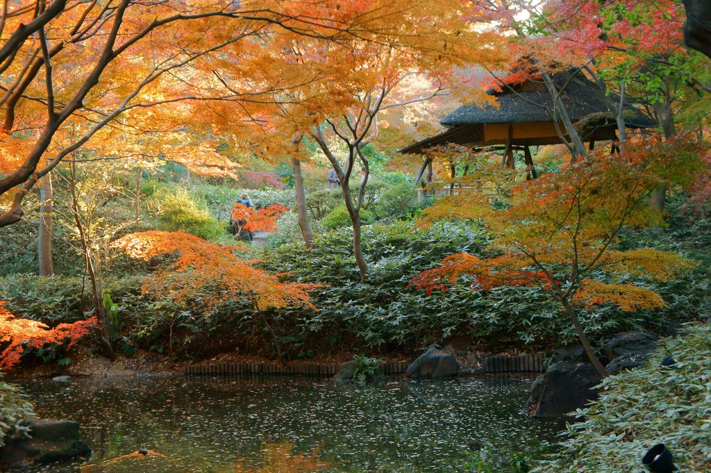 木立