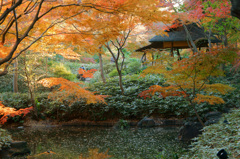 木立