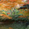 木立