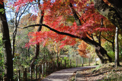 散歩道