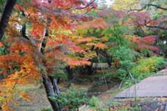 晩秋のいろどり