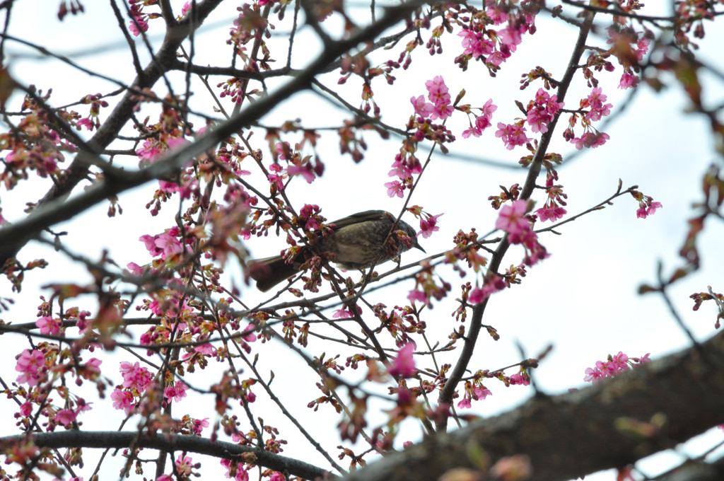 花摘み
