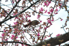 花摘み