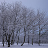 雪木-8110