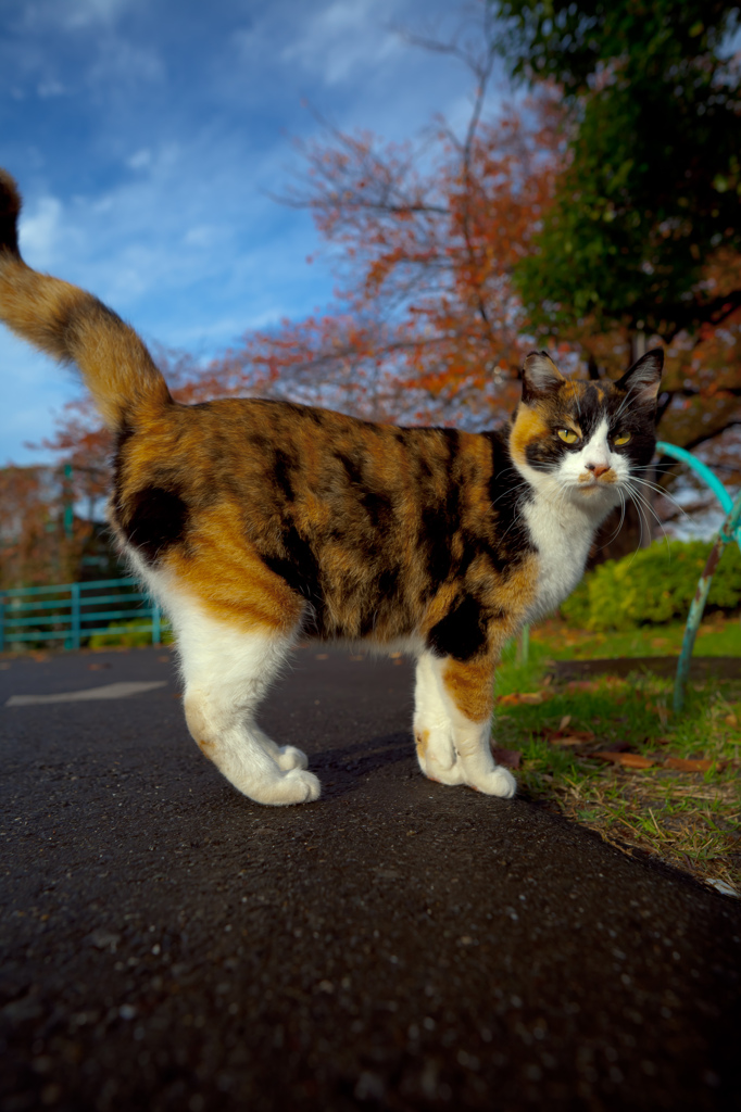 浅草のメンチ猫-6305