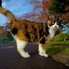 浅草のメンチ猫-6305