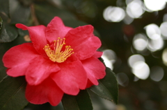 冬の華　サザンカ　noda_park 2011