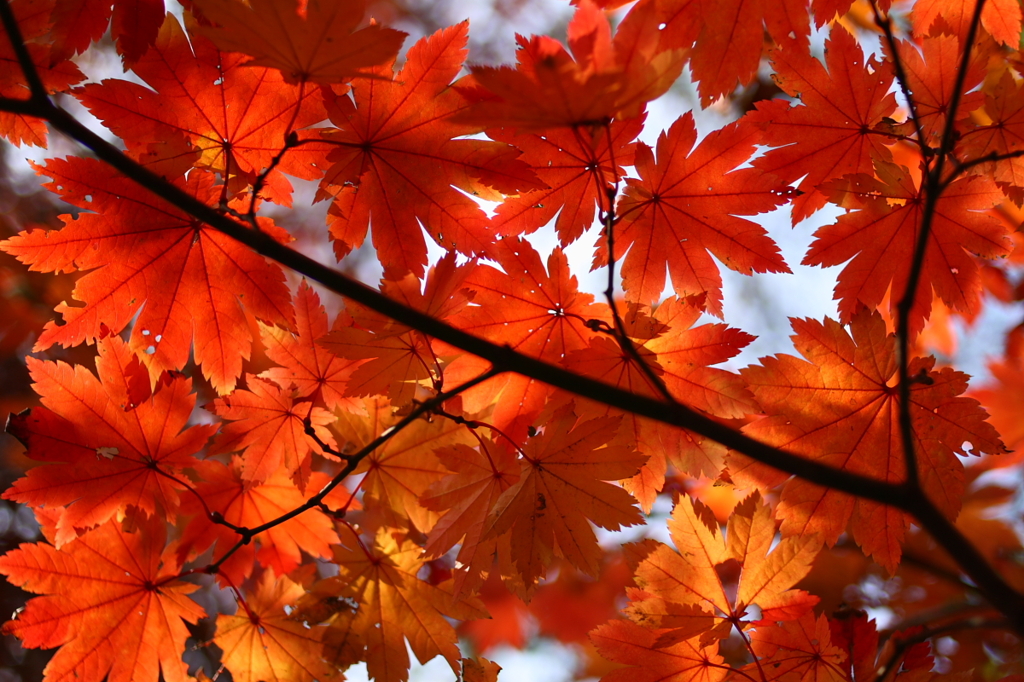 紅葉