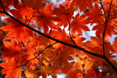 紅葉