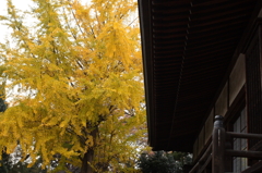 東漸寺　2011