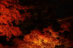 東漸寺　Lighting　2011
