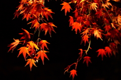 東漸寺　Lighting　2011