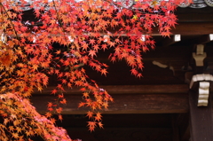 本土寺 雨上り