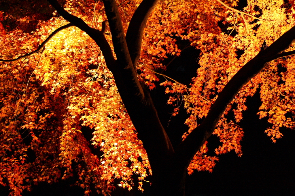 東漸寺　Lighting　2011