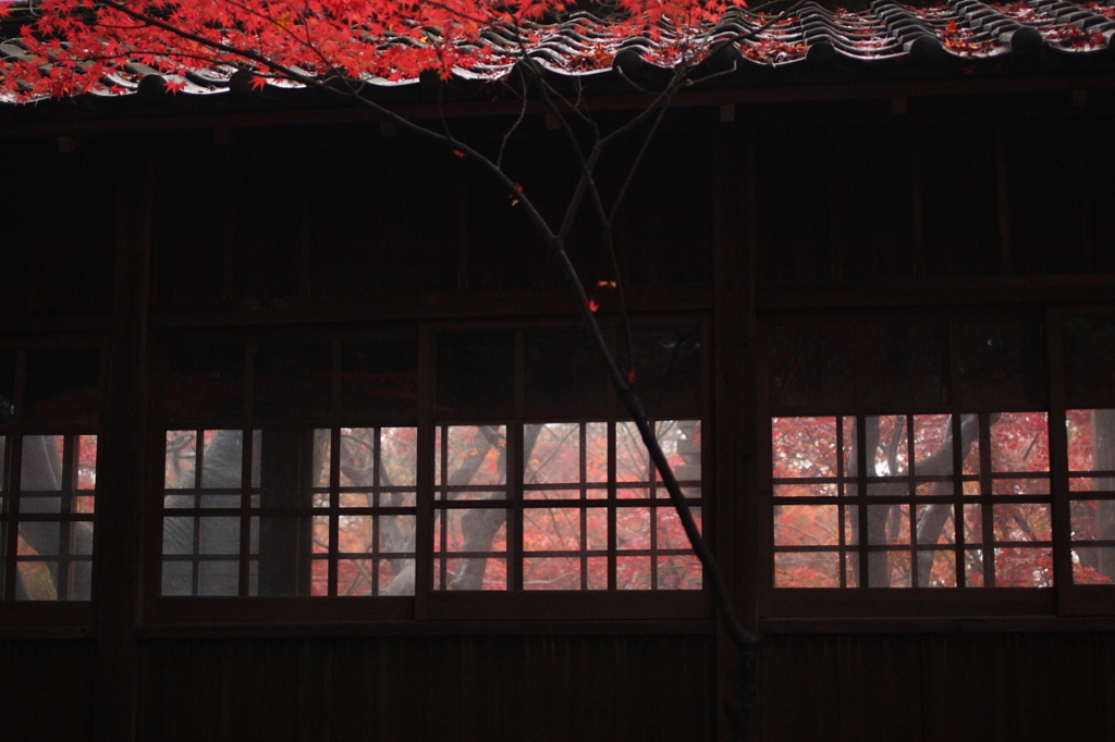 本土寺 雨上り