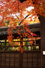 本土寺 雨上り