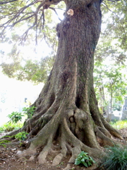 興禅院　抱き地蔵