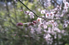 蕾