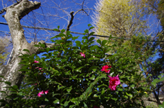 見上げれば 山茶花
