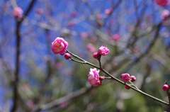 春が すぐそこに