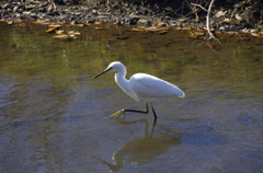 お邪魔しました！（白サギ）