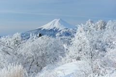 樹氷の中で